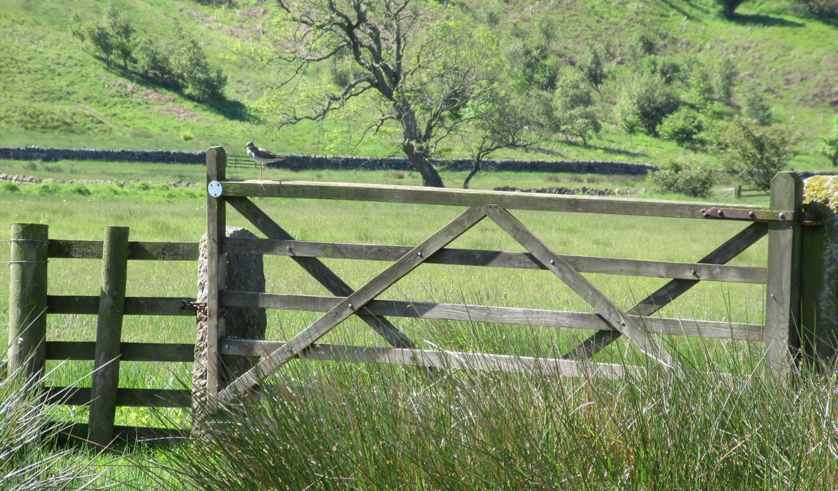 A red-legged bird standing on a five bar field gate in the foreground, with a grassy field beyond and a wooded hillside in the distance.