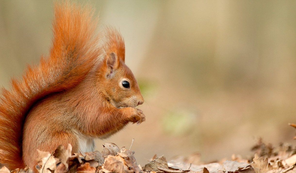Wild Wednesday squirrel feeder walk