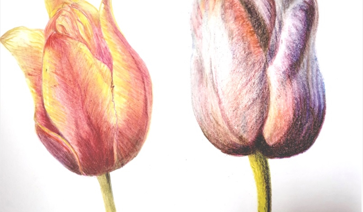 Rediscovering Pencils in Art - Spring Flowers' with Margaret Jarvis