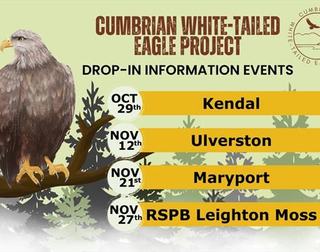 Poster for The Cumbrian White-Tailed Eagle Project – drop-in information events