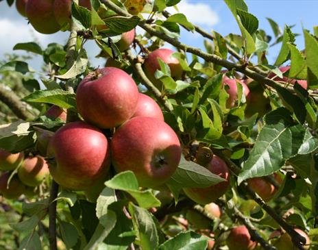 Sizergh Orchard Day