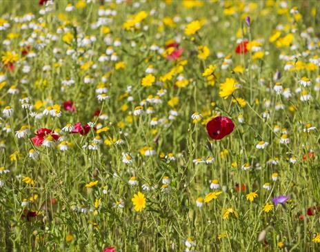 Meadow Mania Part 1: British Native Meadow Species