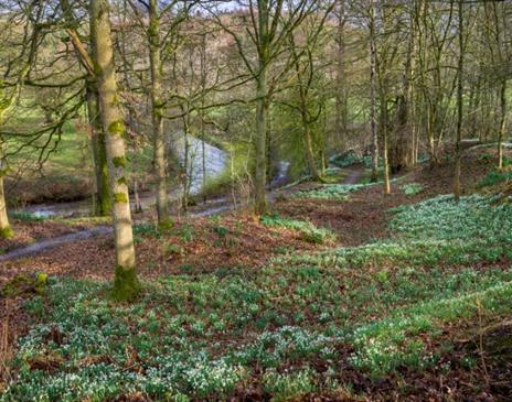 Snowdrop Weekends at National Trust Acorn Bank