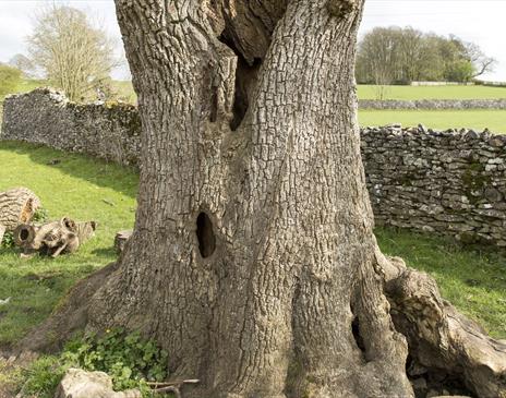 Ancient Trees exhibition