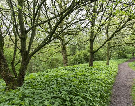 Foraging Courses