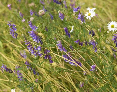 Meadow Mania Part 2: Sketching Wildflowers