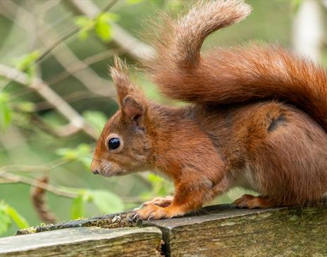 Red Squirrel Talks with Rachel Smith