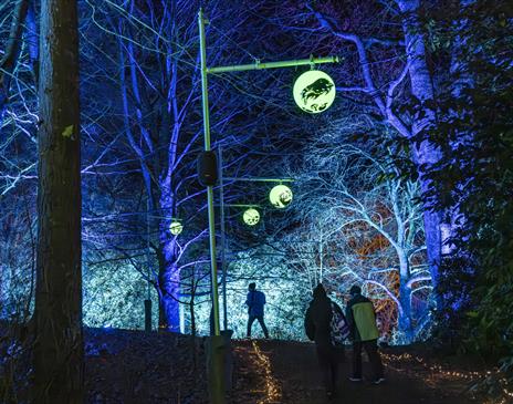 a night-time outdoor scene at Sizergh with several people walking along a path through a forest. The trees are illuminated with vibrant blue and white