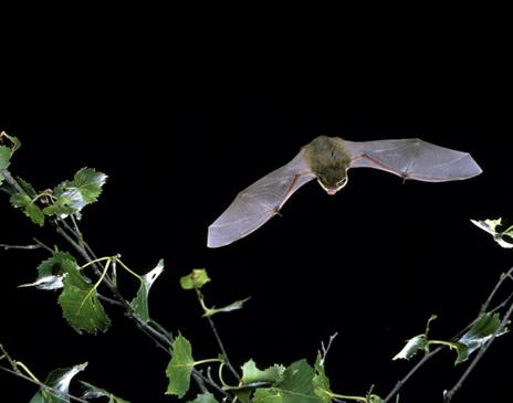 A bat flying through the air at night