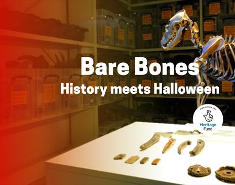 Bare Bones