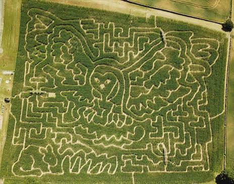 Aerial View of the Maize, in the Shape of a Flying Owl, at Lakeland Maze Farm Park in Sedgwick, Cumbria