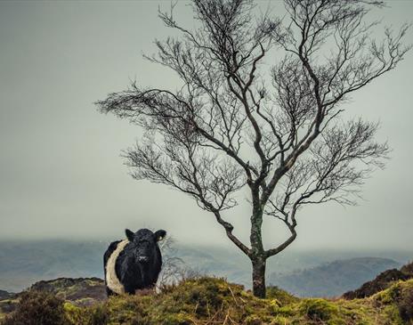 Photo of a Belted Galloway Cow, taken at a Farms & Fells Photography Workshop with Amy Bateman Photography Ltd in the Lake District, Cumbria