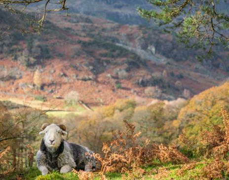 Photo of a Herdwick Sheep Taken at Farms and Tarns Photography Workshop with Amy Bateman Photography in the Lake District, Cumbria
