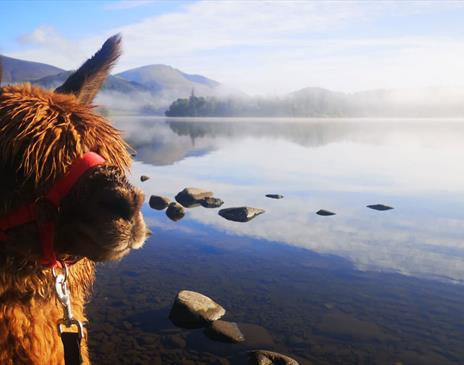 Alpacaly Ever After