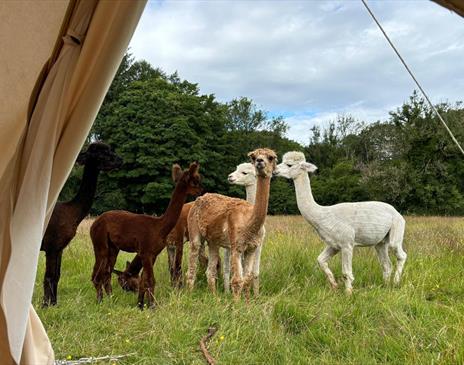 Alpacas at All About Alpacas in Cartmel, Cumbria
