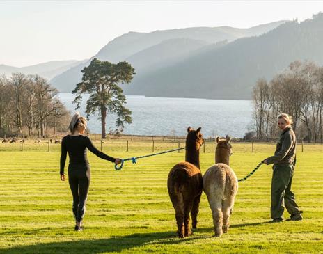 Alpaca Walking at The Lake District Wildlife Park near Bassenthwaite, Lake District