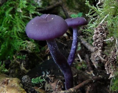 Photo of a mushroom