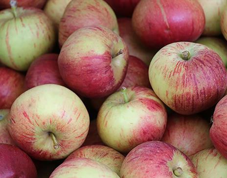 Apples at the Apple Weekend 2023 at Beetham Nurseries in Beetham, Cumbria