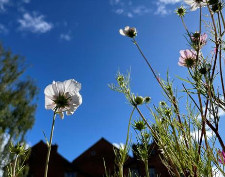 Photo of flowers taken from a low angle, looking up toward a blue sky, with a building cast in shadow in the background.
