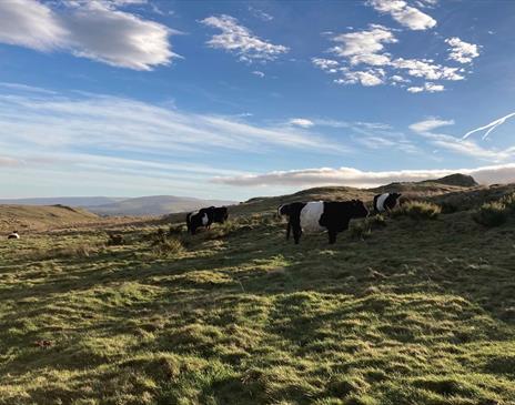 Local Cattle at Eycott Hill Nature Reserve in the Lake District, Cumbria
