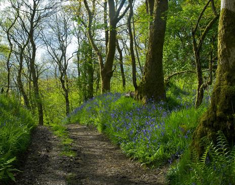 Path on Wildlife Tour with Cumbria Wildlife Trust in Staveley Woodlands Nature Reserve, Lake District