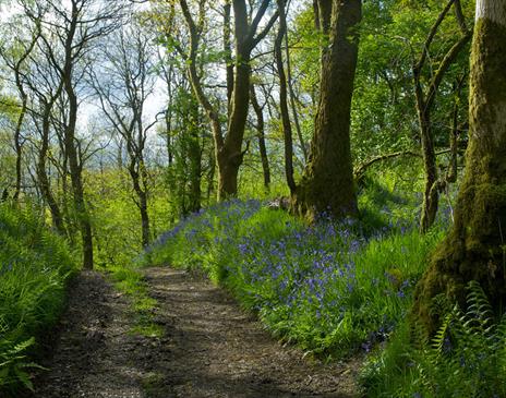 Path on Wildlife Tour with Cumbria Wildlife Trust in Staveley Woodlands Nature Reserve, Lake District