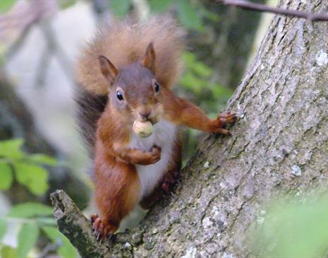 Red Squirrels at Smardale Gill Nature Reserve near Kirkby Stephen, Cumbria