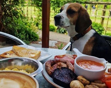 Dog and Full English Breakfast at Cafe Hope in Keswick, Lake District