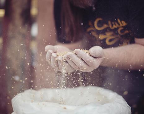 Brewer with Malt at Carlisle Brewing Co. in Carlisle, Cumbria