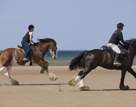 Cumbrian Heavy Horses in Millom, Cumbria