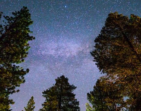Photo of a forest opening at night sky full of stars