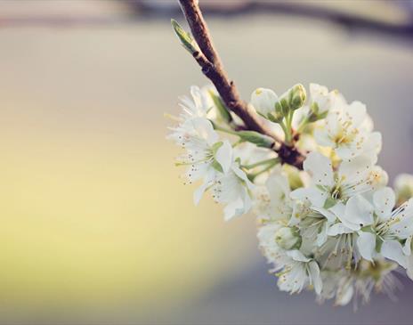 Damson Flowers