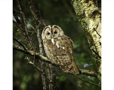 Owl in the Lake District, Cumbria