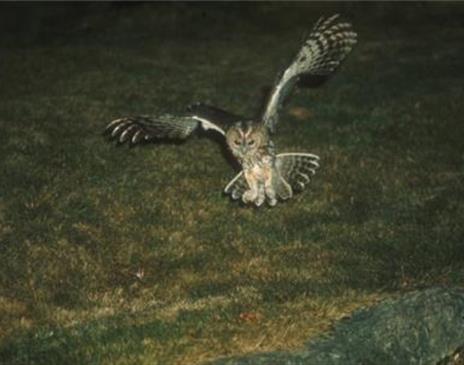 An owl at night