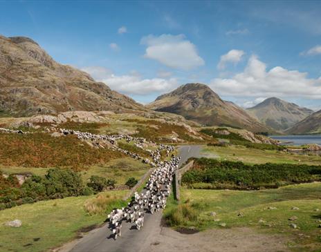 photo of sheep being herded over a bridge in the lake district.