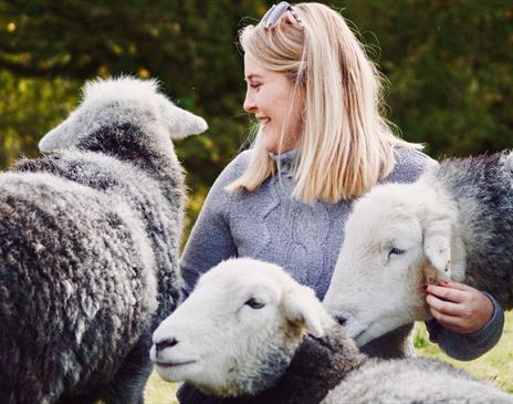 Visitor Hugging the Sheep at Herdwick Experience at Yew Tree Farm in Coniston, Lake District