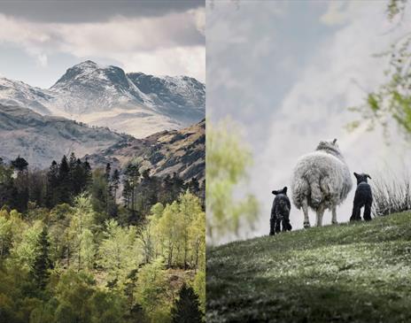 Native Spirit | The Herdwick at Rheged near Penrith, Cumbria