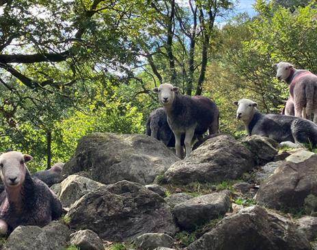 Guided walk: Farming with nature