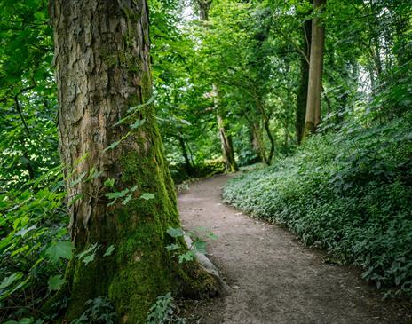 Nature's Sound Walks