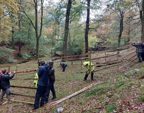 Woodland Restoration at Hollin Bank Farm in Coniston, Lake District