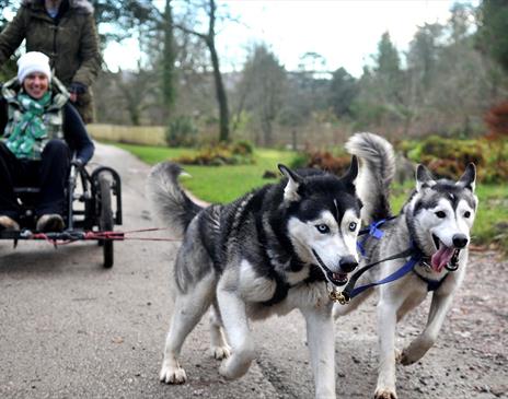 Dry-Land-Mushing with Horse and Husky in Millom, Cumbria