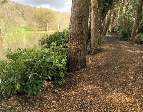 Spring Evening Forest Bathing Walk