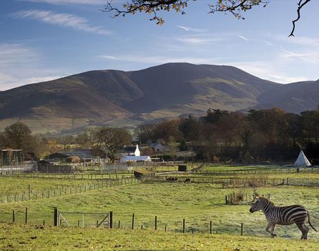 Zebra at The Lake District Wildlife Park in Bassenthwaite, Lake District