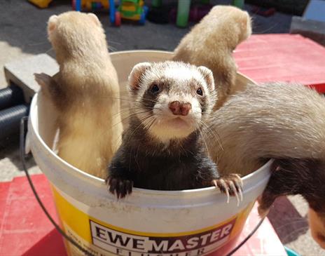 Ferrets at Lakeland Maze Farm in Sedgwick, Cumbria