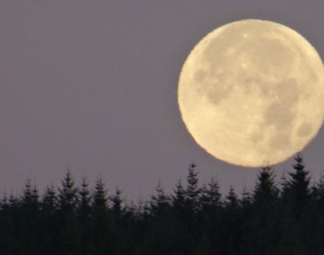 Full Moon Women's Circle - Beaver Moon with Lakeland Wellbeing in Whinlatter Forest, Lake District