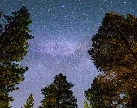 Dark Skies as seen through the trees at Whinlatter Forest in the Lake District, Cumbria