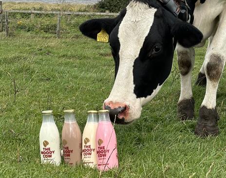 Cow inspects milk bottles from The Moody Cow in Allonby, Cumbria