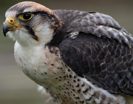 Hawk at the Hawk & Owl Centre at Muncaster Castle in Ravenglass, Cumbria