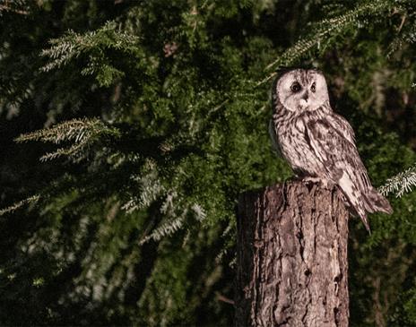 Owl at the Hawk & Owl Centre at Muncaster Castle in Ravenglass, Cumbria