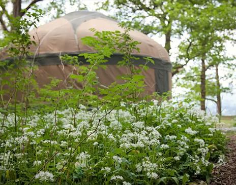 Glamping Yurt at Long Valley Yurts in Lakeside, Lake District